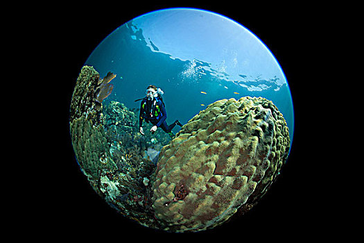 潜水者,珊瑚,礁石