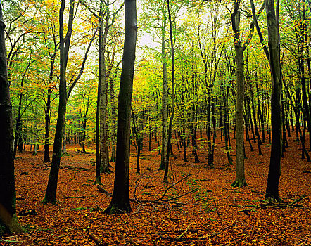 英格兰,汉普郡,山毛榉树,展示,秋色,木,新森林地区