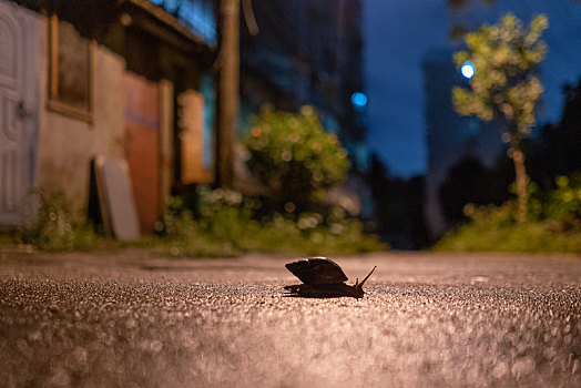 夜间努力爬行的蜗牛