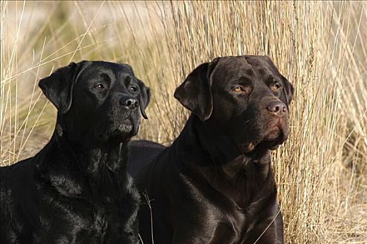 褐色,黑色拉布拉多犬,狗,躺着,草地