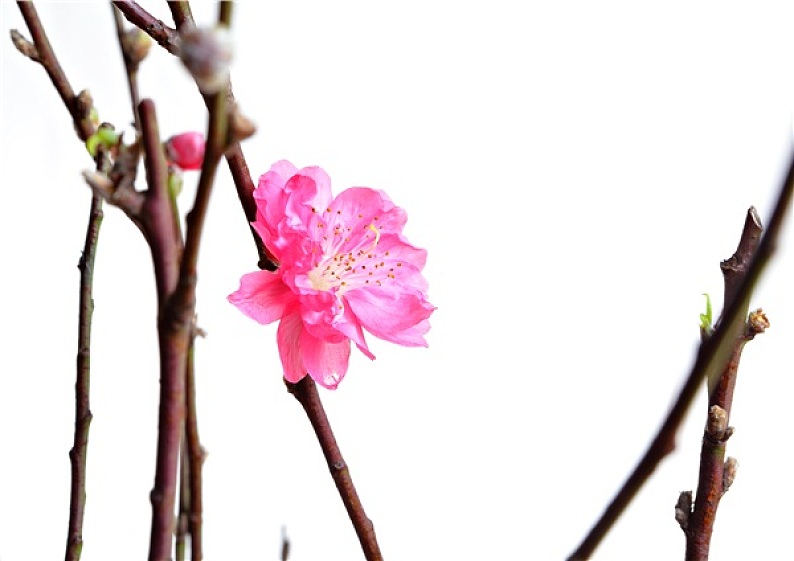 桃色 花 春节 高清图片 焦点创意