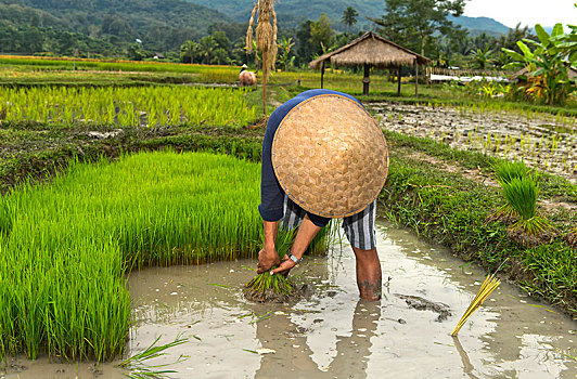 农民,竹子,帽子,种植,稻田,琅勃拉邦,老挝,亚洲