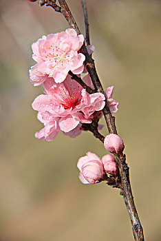 碧桃,千叶桃花,桃花