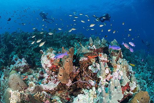 潜水,探索,礁石,生活,坎佩切,墨西哥