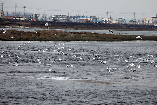 山东省日照市,数千海鸥起舞湿地公园,两城河入海口成鸟类乐园