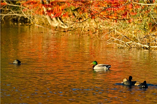 野鸭,游泳,秋色