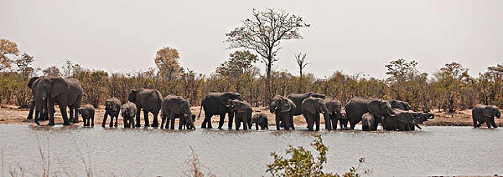 大象,非洲象,乔贝国家公园,博茨瓦纳,非洲