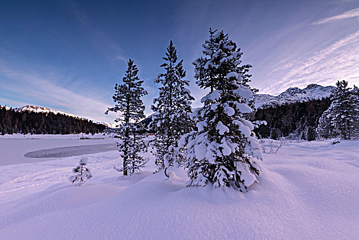 积雪,树,圣莫里茨,格劳宾登,恩格达恩,瑞士