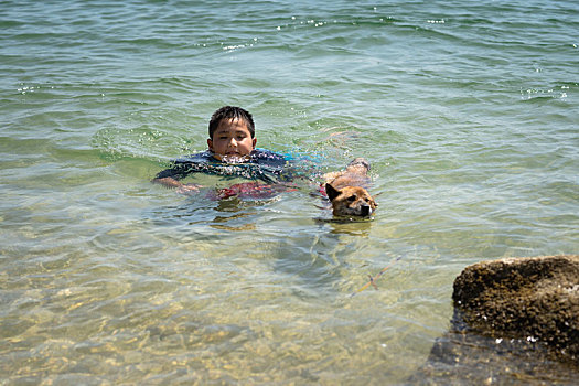 游泳,柴犬,儿童,海洋