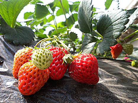 草莓,大棚,地膜,经济作物,甜美,水果,香甜,丰收,果实