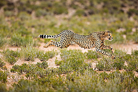 印度豹,猎豹,卡拉哈迪大羚羊国家公园,南非