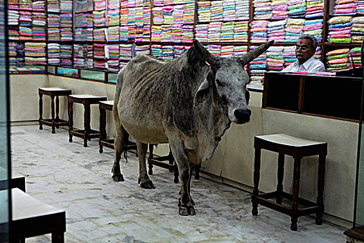 公牛,纺织品,店,印度