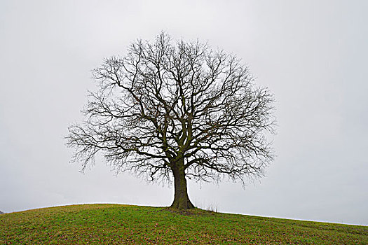 空,橡树,奥登瓦尔德,黑森州,德国