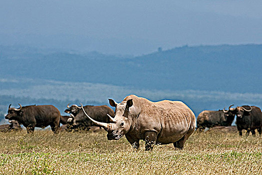 白犀牛,放牧,牧群,水牛,肯尼亚