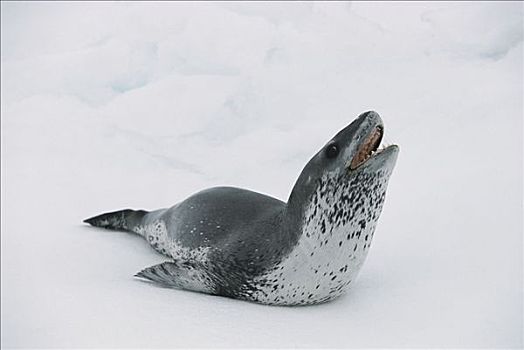 海豹,室外,冰,威德尔海,南极