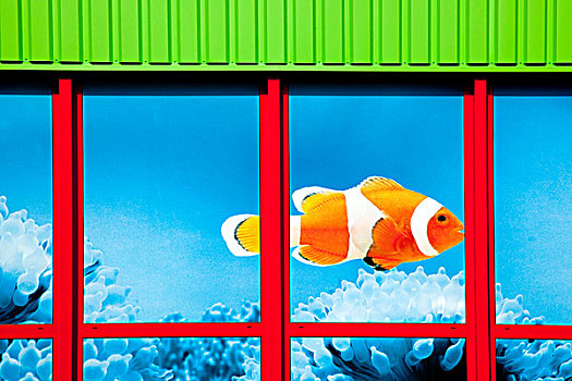 小丑鱼,窗户,商店,公司,巴伐利亚,德国,欧洲