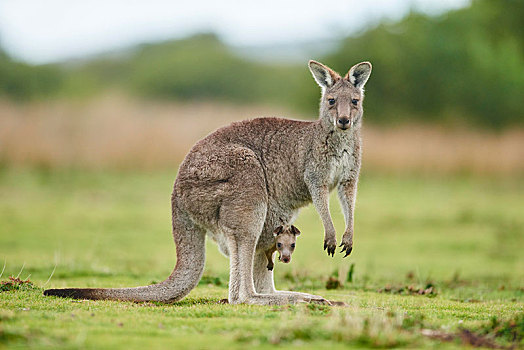 大灰袋鼠,灰袋鼠,小动物,站立,威尔逊-普勒蒙特利国家公园,维多利亚,澳大利亚,大洋洲