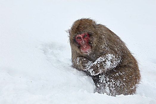 日本猕猴,雪猴,深,冬天,雪