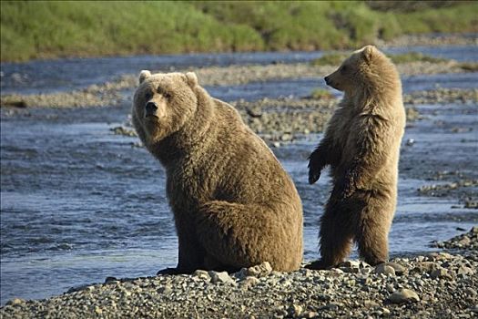 棕熊,幼兽,等待,三文鱼,溪流,夏天,西南方,阿拉斯加