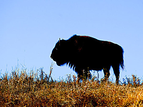 野牛,剪影,山谷,黄石国家公园