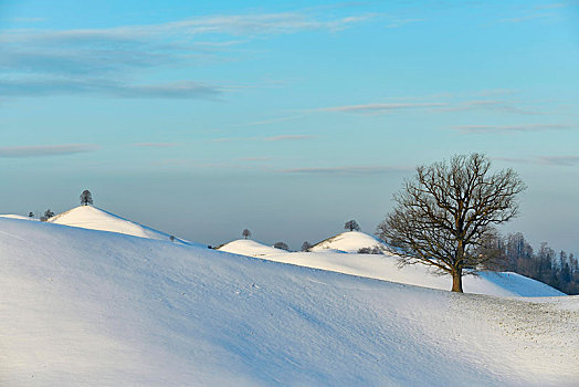 积雪,冰碛,风景,菩提树,树,椴树属,山,苏黎世,瑞士,欧洲