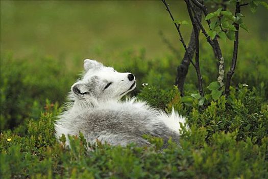 北极狐,休息,树林,挪威,斯堪的纳维亚,欧洲