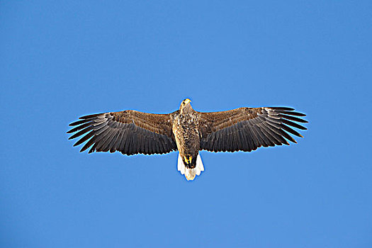 白尾鹰,挪威