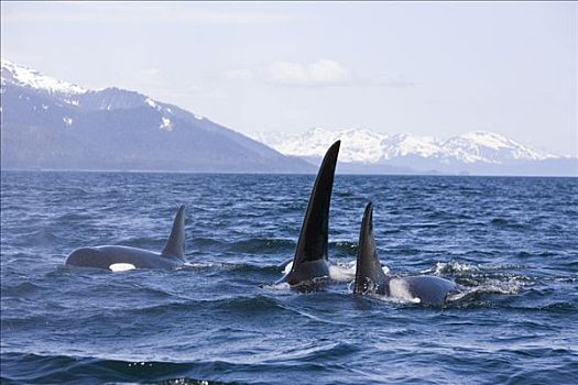 逆戟鲸,鲸,表面,运河,奇尔卡特山脉,远景,阿拉斯加