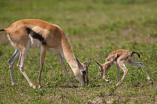 汤氏瞪羚,恩戈罗恩戈罗,保护区,坦桑尼亚