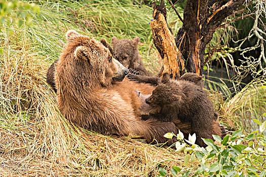 棕熊,哺乳,四个,幼兽,树下