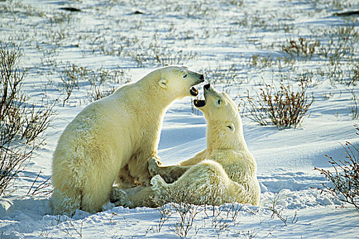 北极熊,打斗,丘吉尔市,曼尼托巴,加拿大