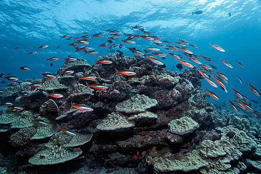 鱼群,霓虹,黑带鳞鳍梅鲷,游动,上方,珊瑚礁,环礁,马尔代夫,亚洲