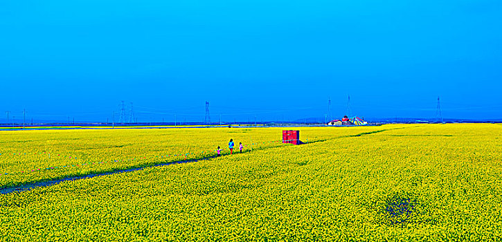 油菜花海