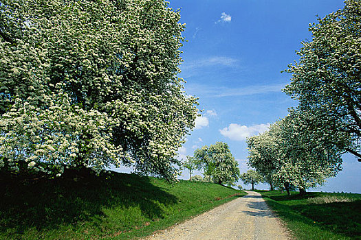 乡间小路,梨树,巴登符腾堡,德国