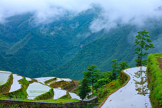 梯田,田园,田野,春色,雾,春雨,绿色