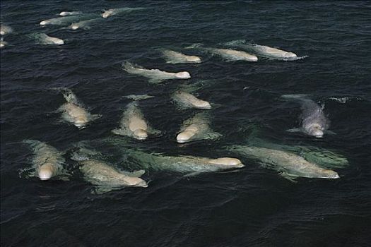 白鲸,鲸,淡水,影子,西北领地,加拿大