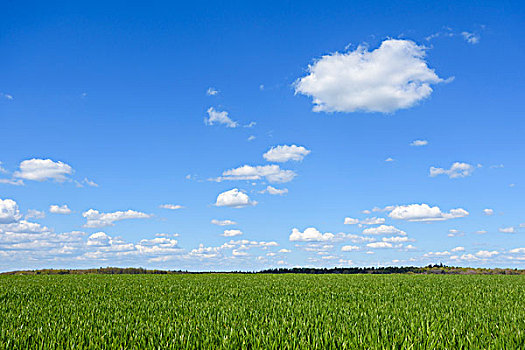 庄稼地,天空,云,春天,巴登符腾堡,德国