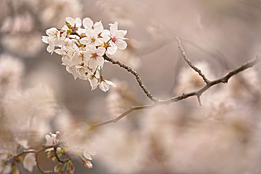 特写,枝条,白色,日本,樱花