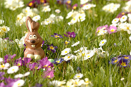 巧克力兔,花,草地