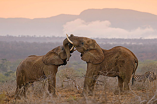 两个,非洲象,玩耍,争斗,早晨,气氛,禁猎区,南非,非洲