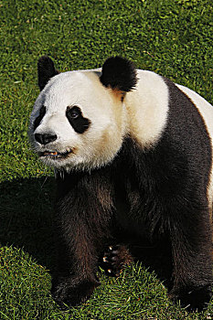 大熊猫,成年,坐