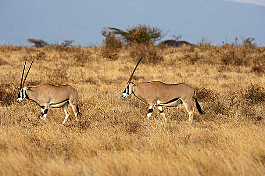 长角羚羊,马赛马拉,公园,肯尼亚