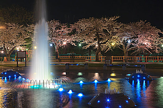 樱桃树,函馆,公园,夜晚