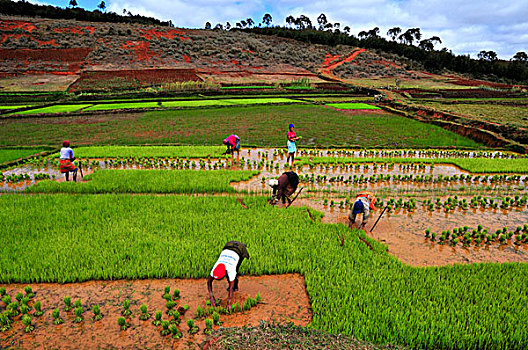 女人,收获,稻米,高地,马达加斯加,非洲,印度洋