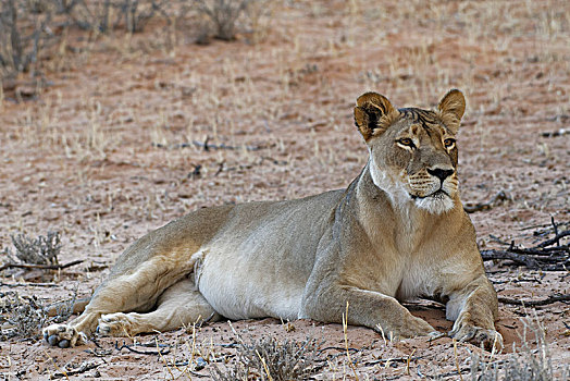 非洲狮,狮子,雌狮,躺着,沙子,警惕,卡拉哈迪大羚羊国家公园,北开普,南非,非洲