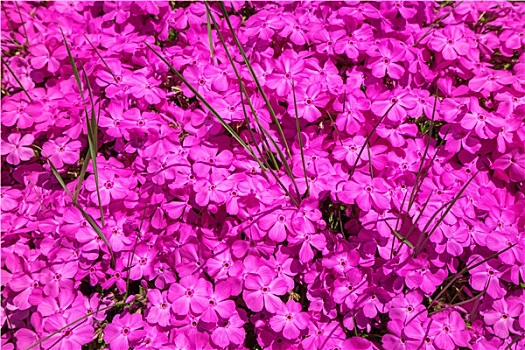 粉色,福禄考属植物