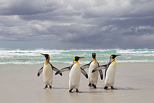 帝企鹅,群,海洋,自愿角,福克兰群岛
