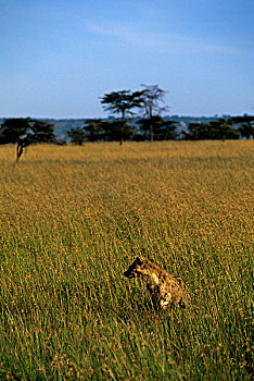 肯尼亚,马赛马拉,斑点,鬣狗