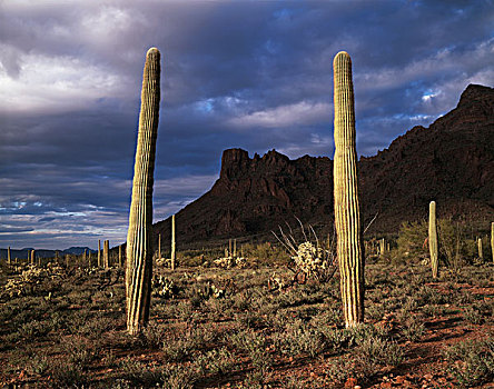 美国,亚利桑那,树形仙人掌,管风琴仙人掌国家保护区,大幅,尺寸,画廊