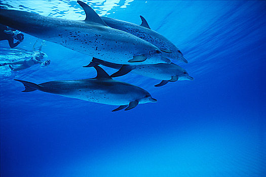 看,斑海豚,小,巴哈马,堤岸